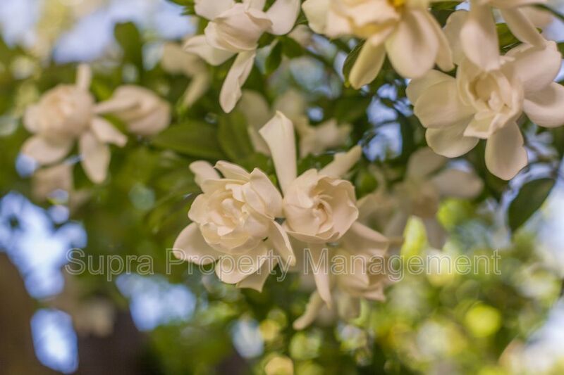 Avondale property image